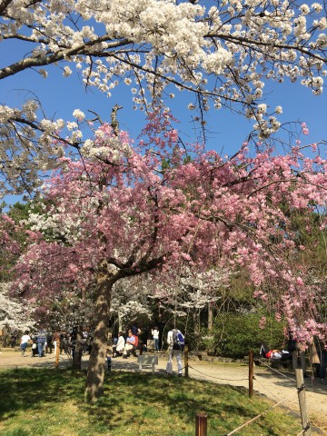 お花見